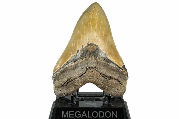Serrated, Fossil Megalodon Tooth - North Carolina #328304